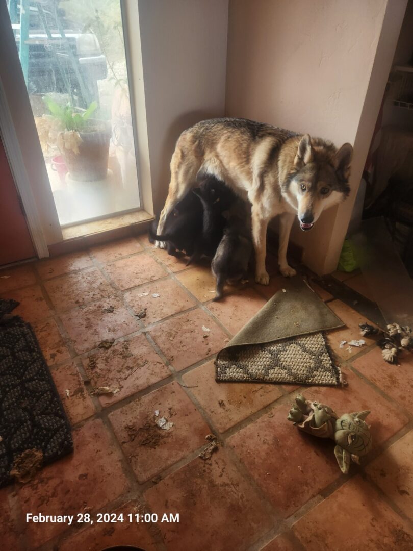 A dog and cat are sitting on the floor.