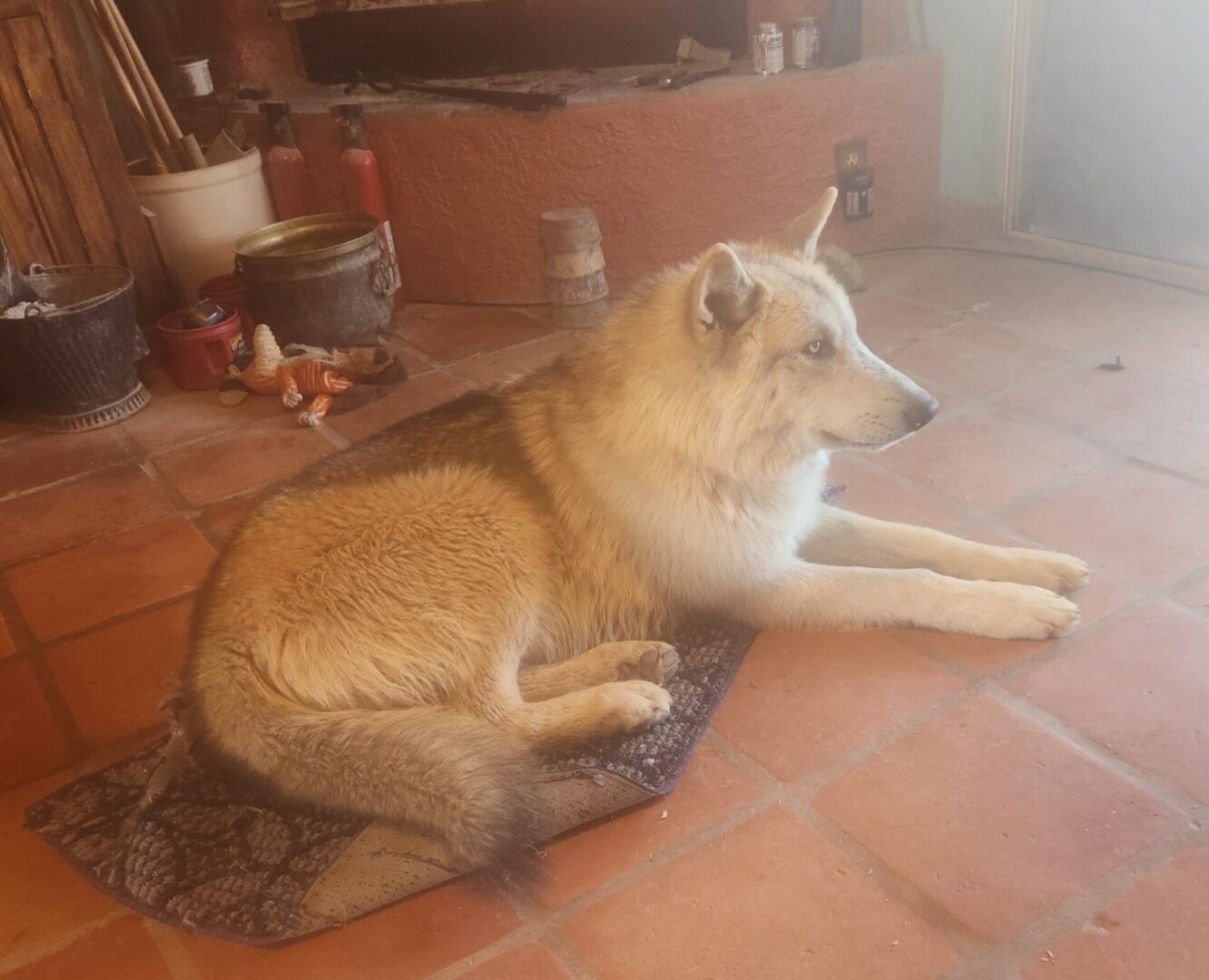 A dog sitting on the floor of a room.