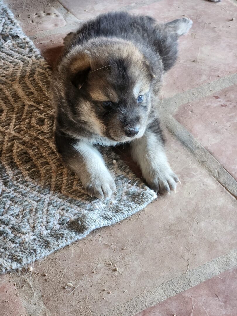 A puppy is sitting on the floor next to a rug.