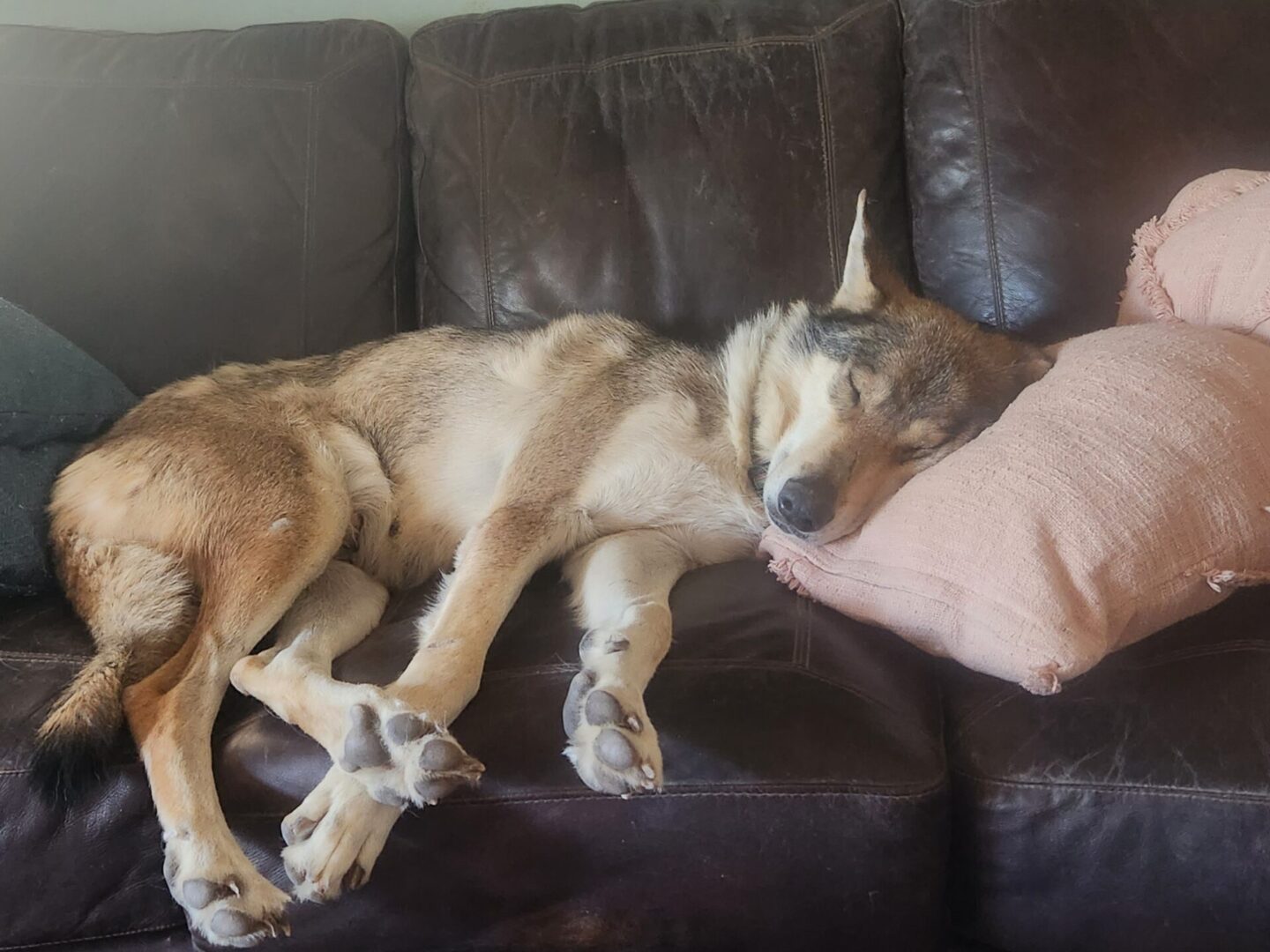 A dog is sleeping on the couch with its head on the pillow.