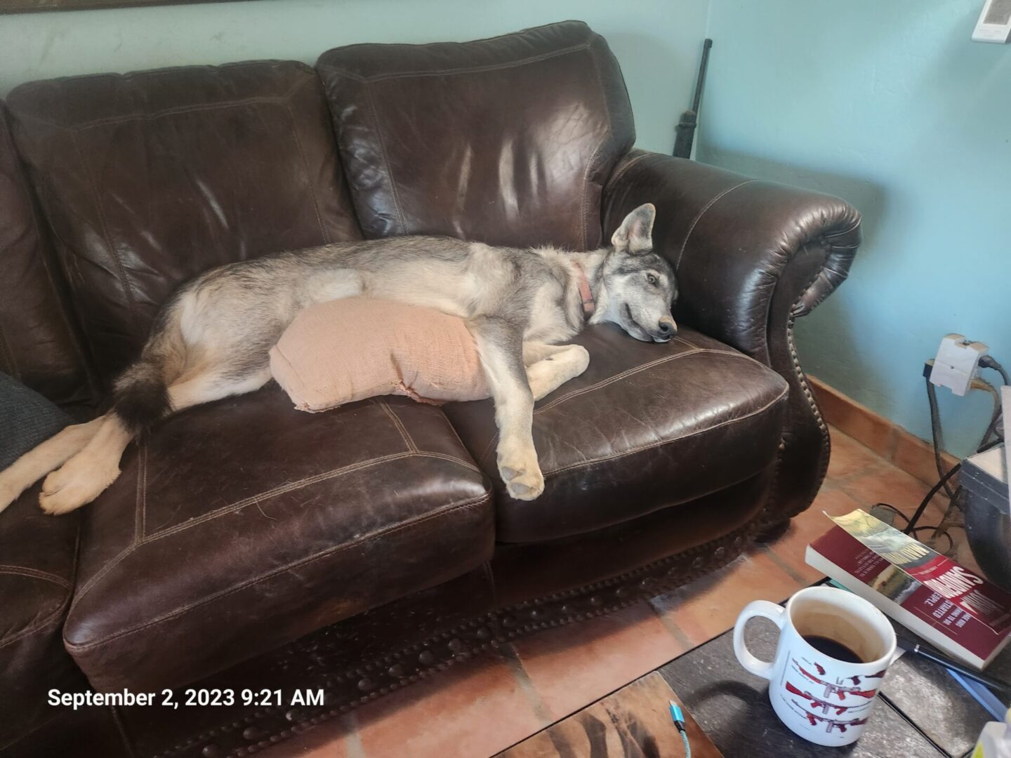 A dog laying on top of a couch next to a cup.