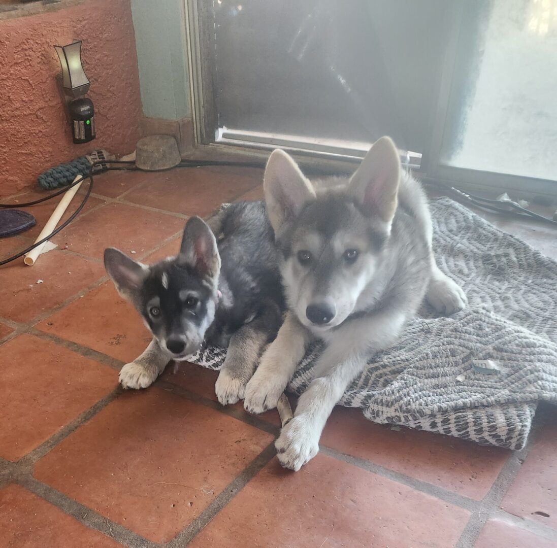 Two dogs are laying on the floor together.