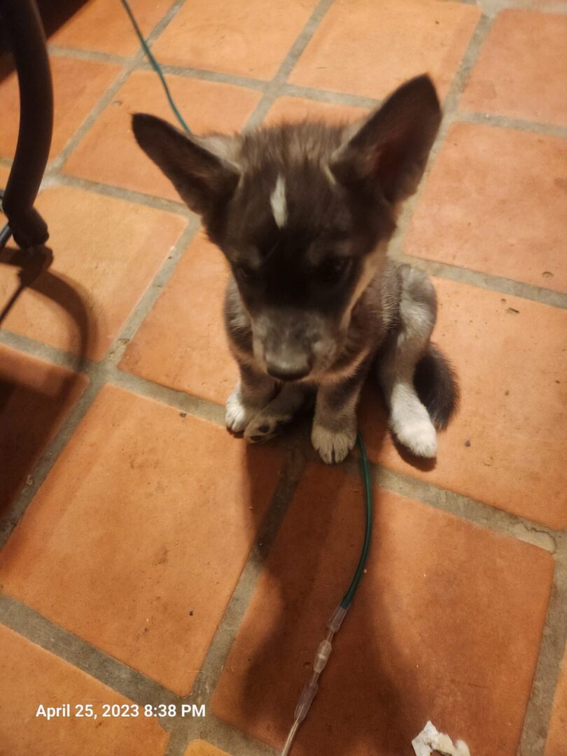 A small dog sitting on the floor with its head down.