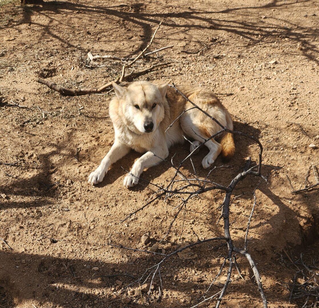 A dog laying on the ground in the dirt.