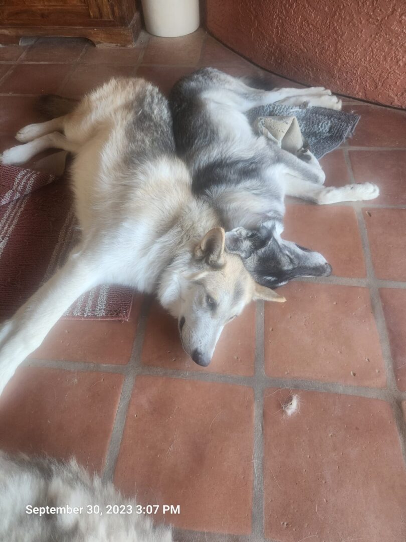 Two dogs laying on the floor together