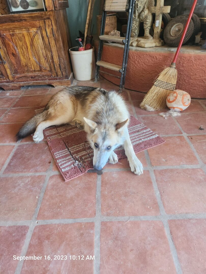 A dog laying on the floor with its head down.