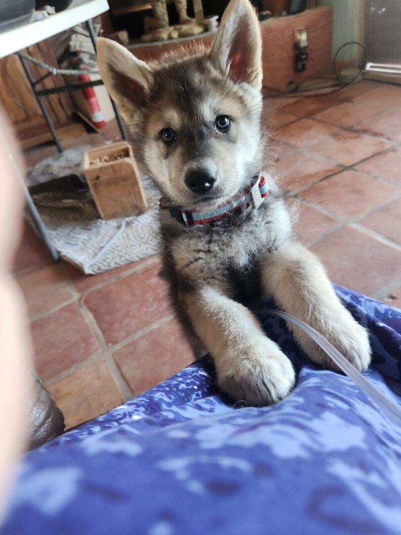 A puppy sitting on the floor next to a person.