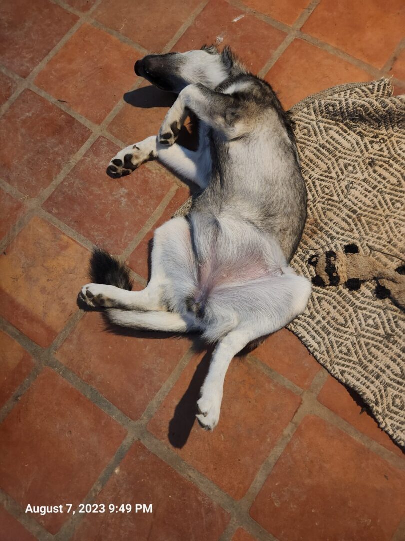 A dog laying on the ground with its head down.