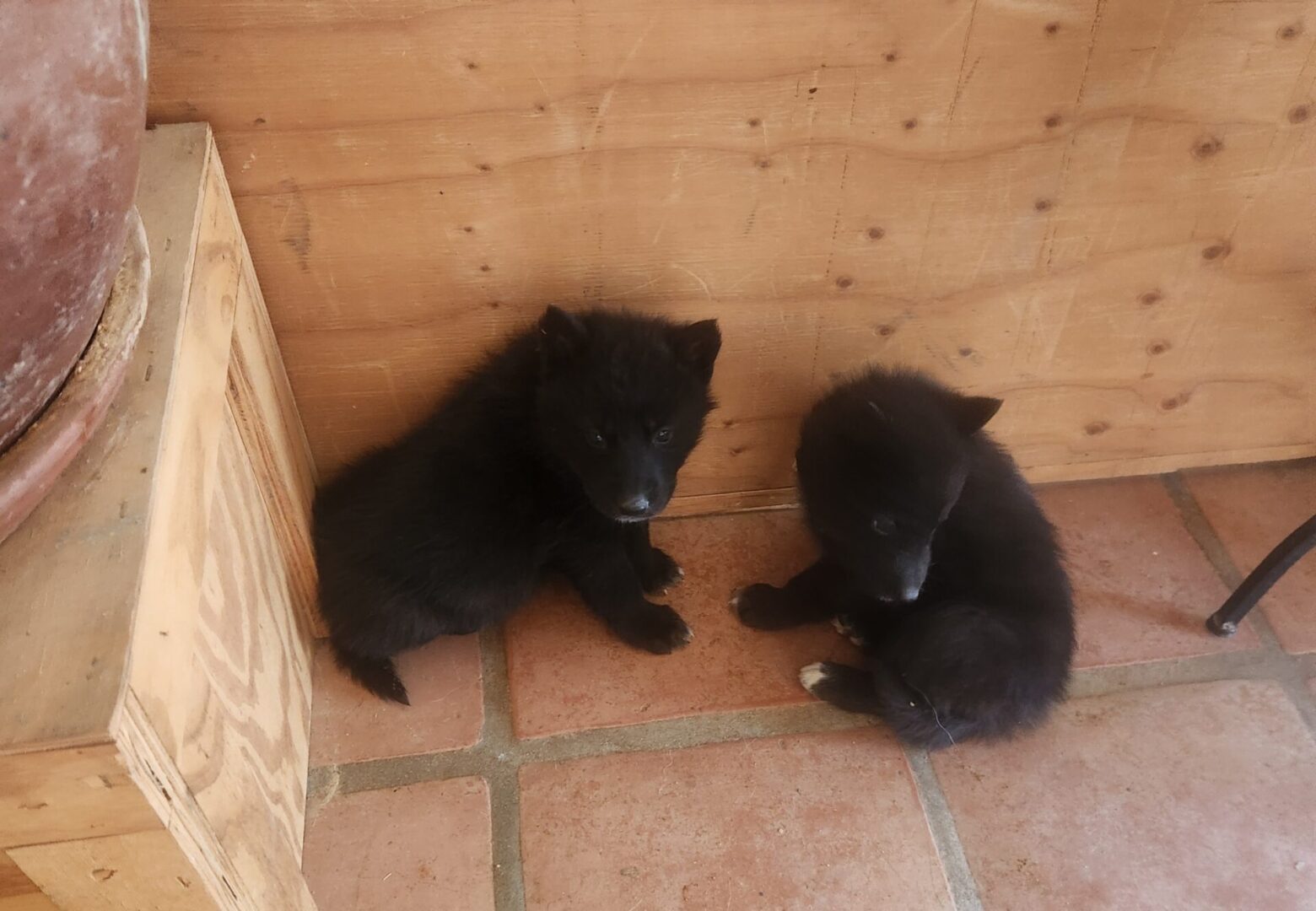 Two black puppies sitting next to each other.