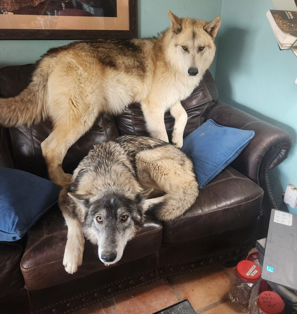 Two dogs are laying on a couch together.