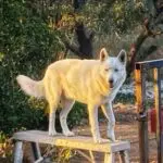 A white dog standing on top of a wooden bench.