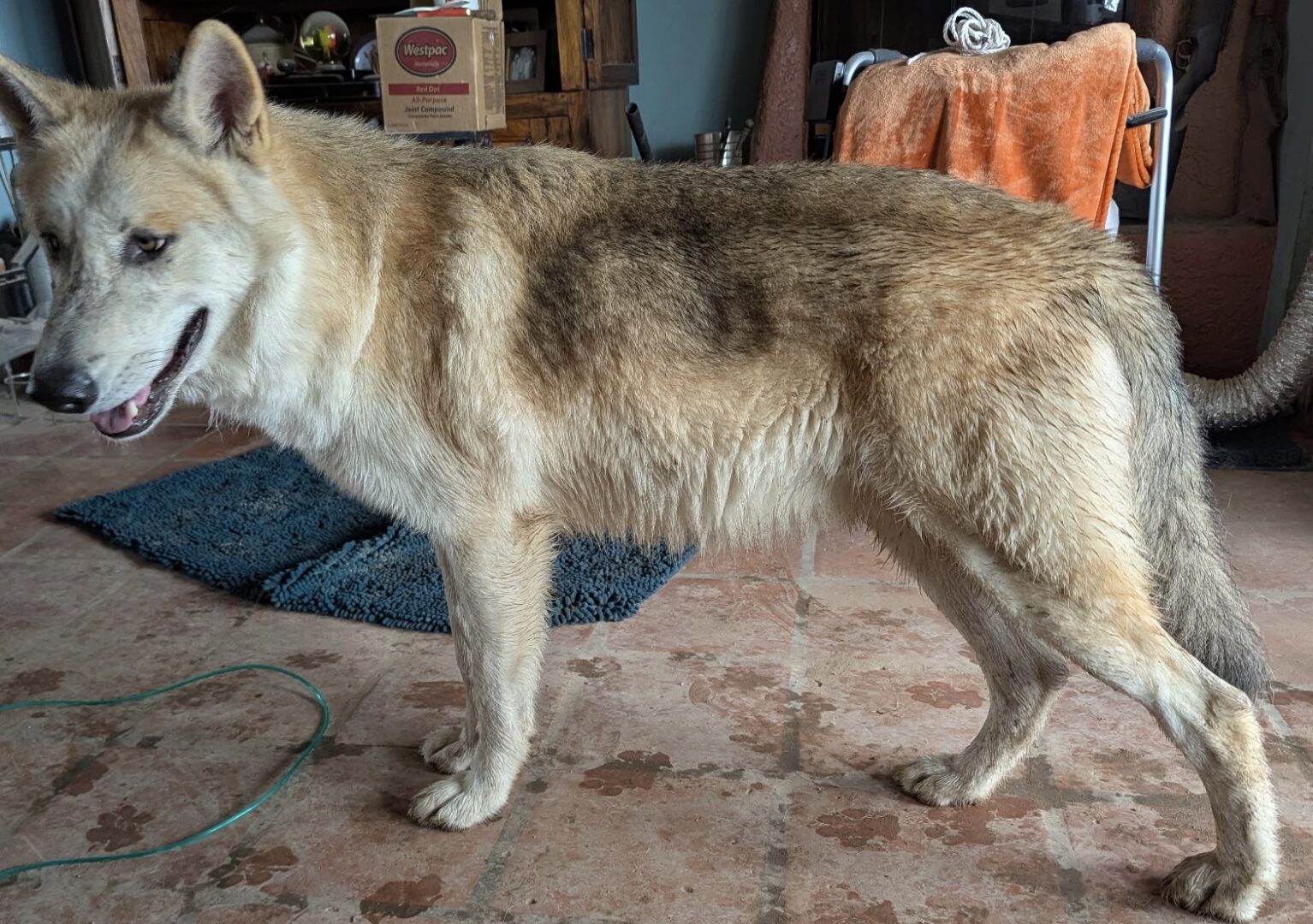 Arizona Wolf Dogs: Quality Breeders and Puppies for Sale