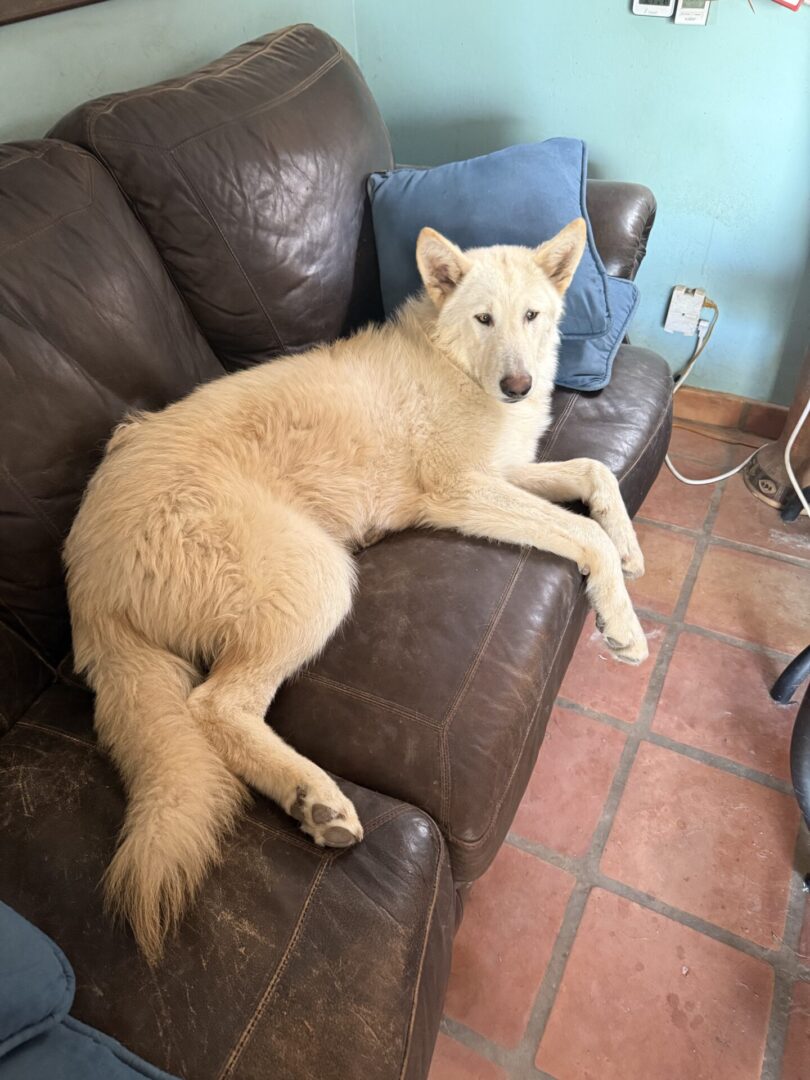 Bandit 6 mos 80#